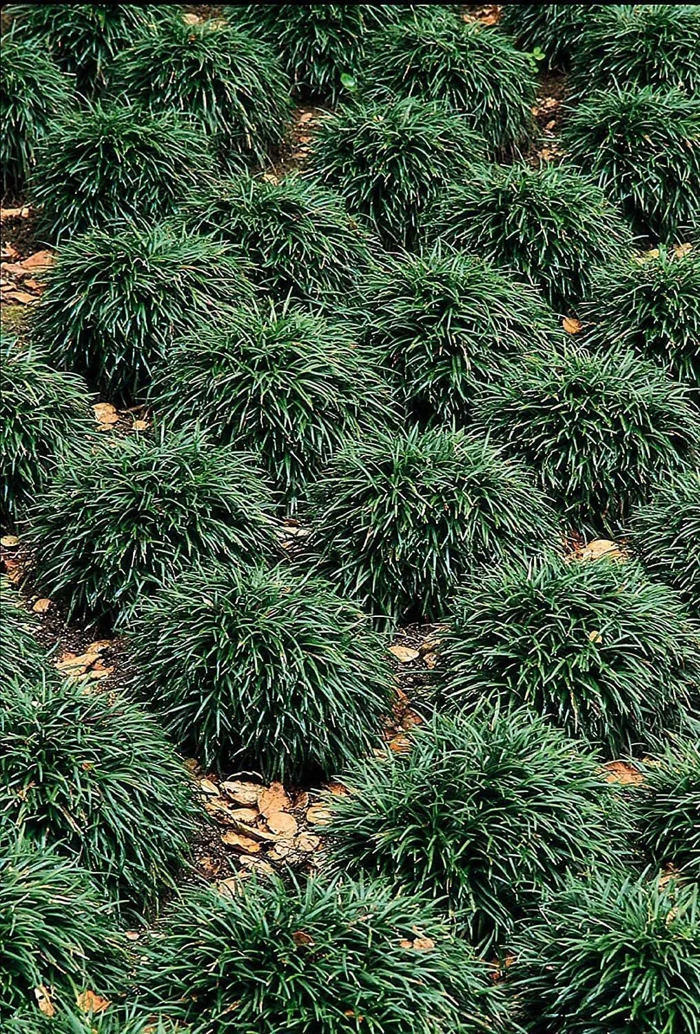 Dwarf Mondo Grass 40 Live Plants Shade Loving Ground Cover - £119.92 GBP