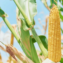 KKG 50 Trucker&#39;S Favorite Yellow Corn Vegetable Garden 93 Fresh Garden - $7.89