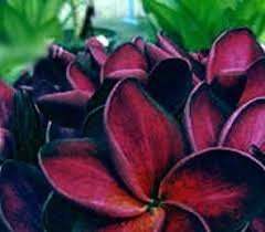 Plumeria Blackwindow