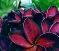 Plumeria Blackwindow - £3.91 GBP