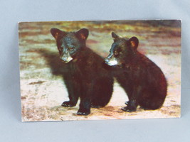 Vintage Postcard - Black Bear Cubs - Byron Harmon Photos - £11.27 GBP