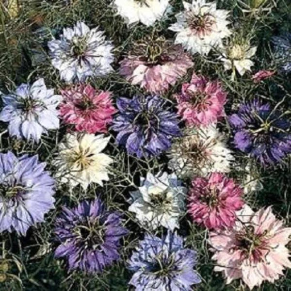 500 Love In A Mist Persian Jewels Mix Nigella Damascena Fennel Flower Seeds Fres - £7.86 GBP