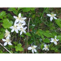 Pure Herbs: Astragalus - 1 oz. (Natural Herbal Extracts) image 3