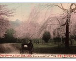 Cherry Blossoms in Uyeno Park Tokyo Japan UDB Postcard N22 - $3.91