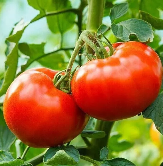 50 Seeds Tennessee Tomato Juicy Vegetable Fresh Usa Seller - £8.31 GBP