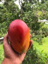 Live Plant Tropical Fruit Tree 12”-24” Mango Haden (mangifera) - £30.50 GBP