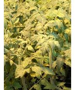 Lot of 3 MORTGAGE LIFTER TOMATO LIVE PLANTS 6 to 10 inches 60+ days old ... - £53.35 GBP