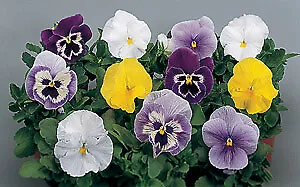 Pansy Swiss Giant Mix 1,000 seeds - £24.95 GBP