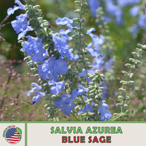 10 Blue Sage Seeds Salvia Azurea Native Wildflower Bee &amp; Butterfly Attra... - £6.13 GBP