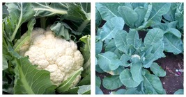 Cauliflower Snowball Self Blanching Cauliflower(Brassica oleracea) 400 Seeds  - £11.98 GBP