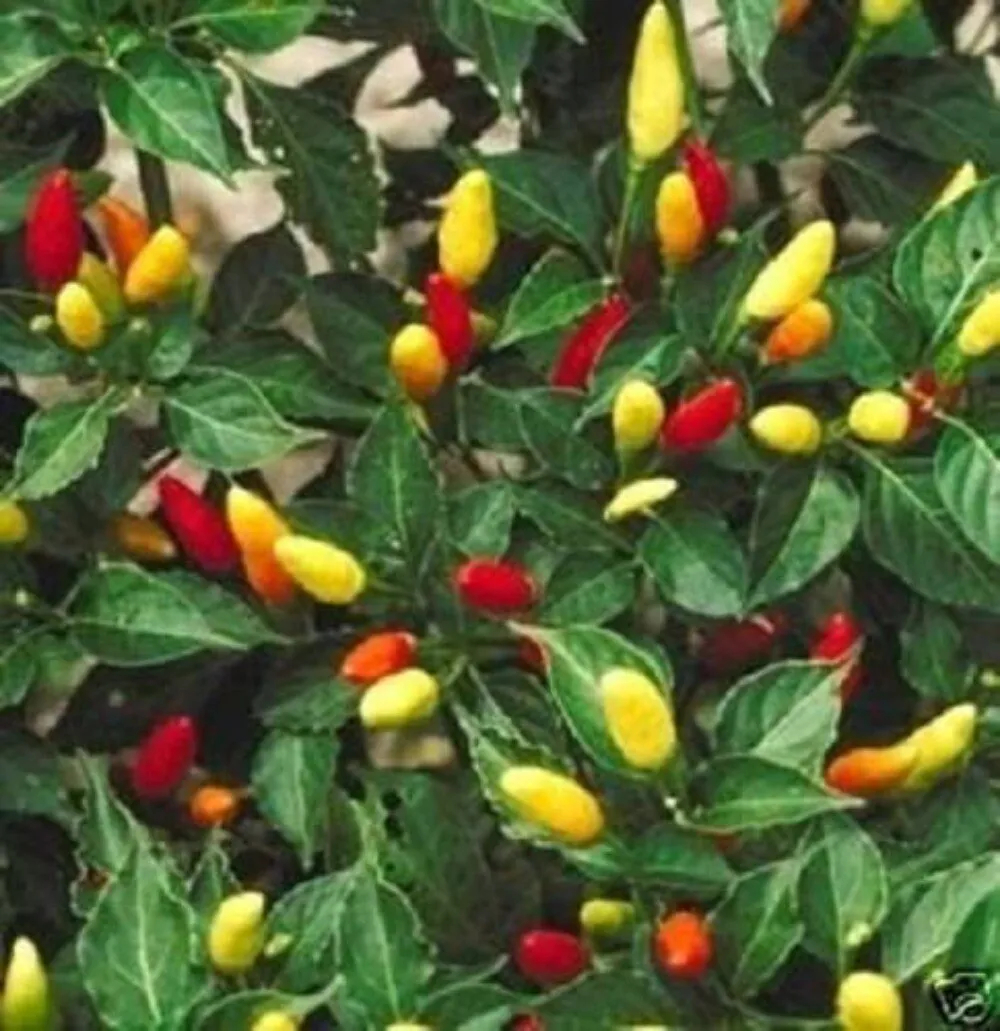 Fresh New 50 Tabasco Pepper Hot Red Capsicum Fruitescens Vegetable Seeds - £10.97 GBP