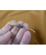 (w32-12) North American Porcupine tail quill Erethizon dorsatum craft su... - $23.00 CAD