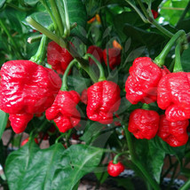 25 Seeds Trinidad Moruga Scorpion Pepper Vegetables Planting Garden Fresh USA Sh - $9.40