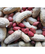 Pre-1930S Heirloom Tennessee Red Valencia Peanut Seeds 35G - $9.08 CAD