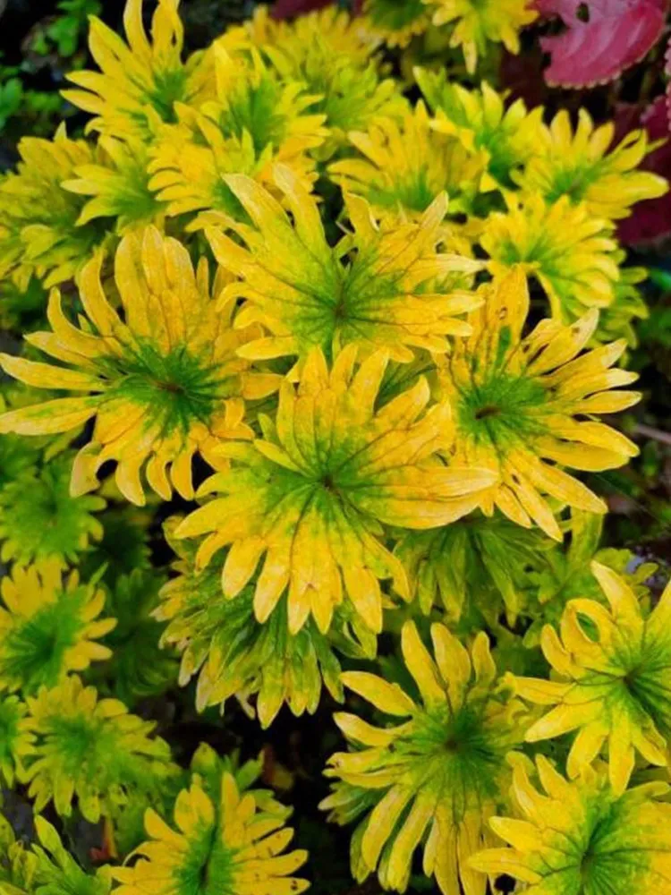 100 seeds Chrysanthemum-Like Yellow Coleus Seeds with Green Center - $7.99