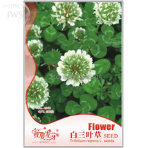 SL Clover Seeds Bonsai Trifolium Repens Beauty Lucky, Original Pack, 250 Seeds,  - $1.38