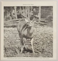 1927 Magazine Photo Buck Deer with Huge Rack of Horns in Velvet - £9.18 GBP