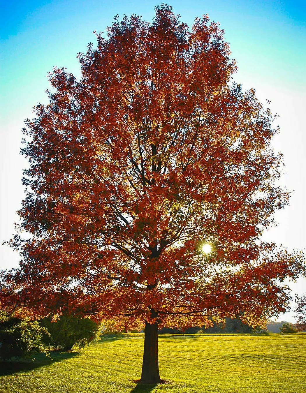 Pin Oak Tree 12-18&quot; Tall Live Plant 4&quot; Shipsted Quercus palustris - £45.28 GBP