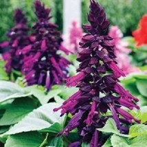 USA Seller 40 Salvia Salsa Purple Bi-Color Drought Tolerant Sage Perennial Flowe - £16.61 GBP