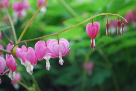 SEED- Shade Perennial -Bleeding Heart Seed- Heirloom, Classic Dicentra - $3.83+