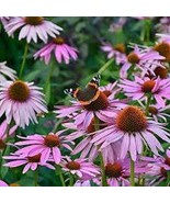 30 seeds Black Sug Echinacea Purpurea Coneflower Seeds 6 Color Varieties - $246.73 MXN