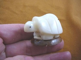 TNE-T-BOX-19-B) Box Turtle tortoise TAGUA NUT Figurine carving Vegetable turtles - £11.86 GBP