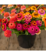 100+ Candy Mix Zinnia Seeds – Bright, Colorful Garden Flowers - $23.13 CAD