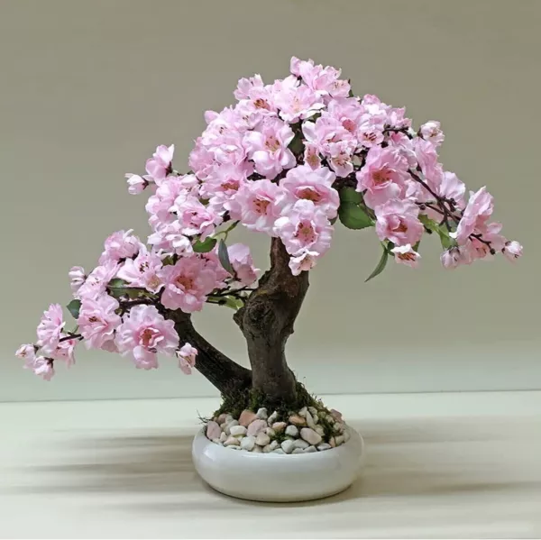 Fresh New Pink Japanese Maple Bonsai Tree Cherry Blossom 10 Seeds - $13.00