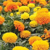 Grow In US Marigold Seeds 150+ African Cracker Jack Mix Flower - £6.80 GBP