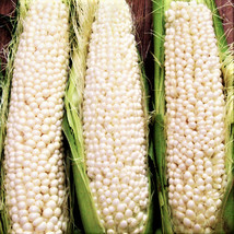 Seeds Fresh Country Gentleman Sweet White Corn Shoepeg Shoe Peg - $9.90