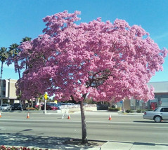 Tabebuia heterophylla- pink trumpet tree exotic flowering white cedar,  10 seeds - $9.99