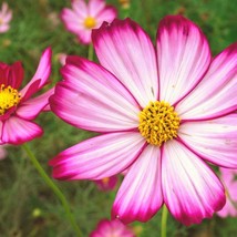 Pink Candy Stripe Cosmos Flower Cosmo Rose Sun Flower Gardening USA SELLER - £7.63 GBP