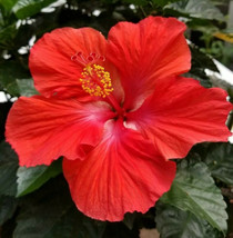 Tropical Red Hibiscus started plant - $28.50
