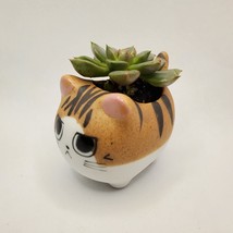 Graptoveria Olivia Succulent in Cat Planter - 2.5" Kitty Kitten Ceramic Pot image 7