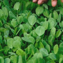 Fenugreek Organic Seeds Fresh Seeds From US - £7.90 GBP