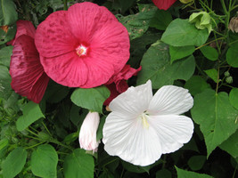 Rose Mallow Heavy Bloomer 270 Seeds  From US - $6.50