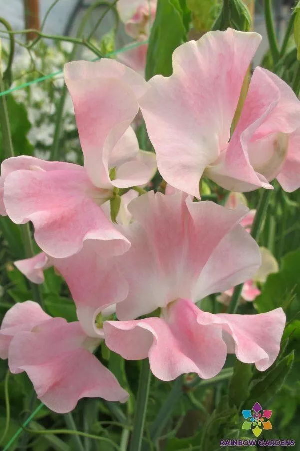 50 John Gray Sweet Pea Seeds Planting Fresh Seeds Gardening USA - $12.48