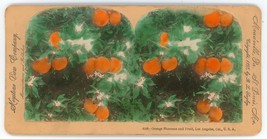 1897 Real Photo Stereoview Keystone Orange Blossoms and Fruit, Los Angeles, CA - £7.46 GBP