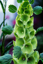45 Seeds Bells Of Ireland, Green Flowers - £9.80 GBP