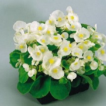 50 Pelleted Seeds Begonia Seeds Super Olympia White Gardening USA SHIPPING - £10.46 GBP