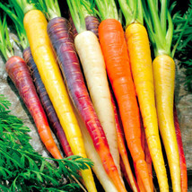 400 Seeds Rainbow Carrots 5 Colors All Natural Organic Non-Gmo Gourmet Kids Easy - £12.94 GBP