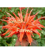 25 Seeds Orange Bee Balm Flowers Seed Bloom Hummingbird Fresh Gardening ... - $12.49