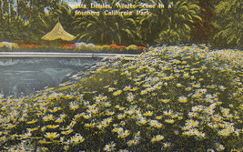 Posted 1920 DB Postcard A410 Shasta Daisies Winter Scene in Southern Calif Park - $6.93