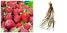 25 Bare-Root plants Albion Strawberry Day Neutral Strawberry Plants - £55.66 GBP