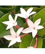 BRN Carissa Carandas Bengal Currant Christs Thorn Carandas Plum 50 Seeds... - $32.30 CAD