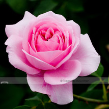 50 Seeds Double Pink Rose Plant Flower Garden - £4.67 GBP