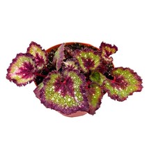 Harmony&#39;s Love Potion Begonia Rex 6 inch - £25.99 GBP