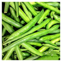 BPA 15 Tendergreen Green Bush Bean Seeds Stringless Bean Heavy Producer Usa From - £7.08 GBP