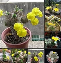 Worldwide Shipping 100Pcs Fresh Real Pachypodium Brevicaule Huibixiuxiao Succule - $13.82