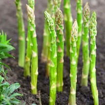 Mary Washington Asparagus Perennial Sparrow Grass Garden Vegetable Seed - £4.16 GBP